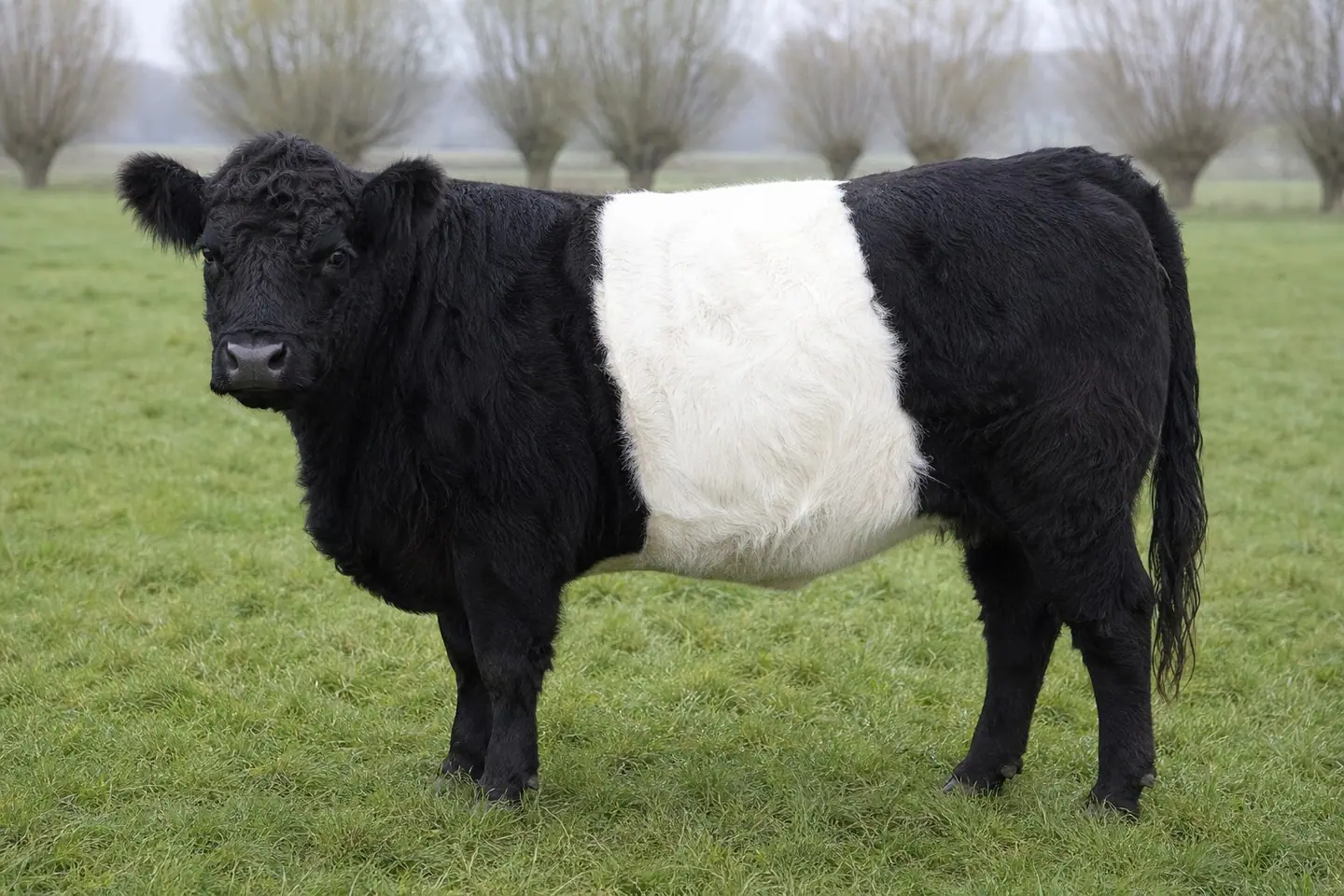 Belted Galloway mit geschlossenem weißem Gürtel um den Rumpf auf einer Weide
