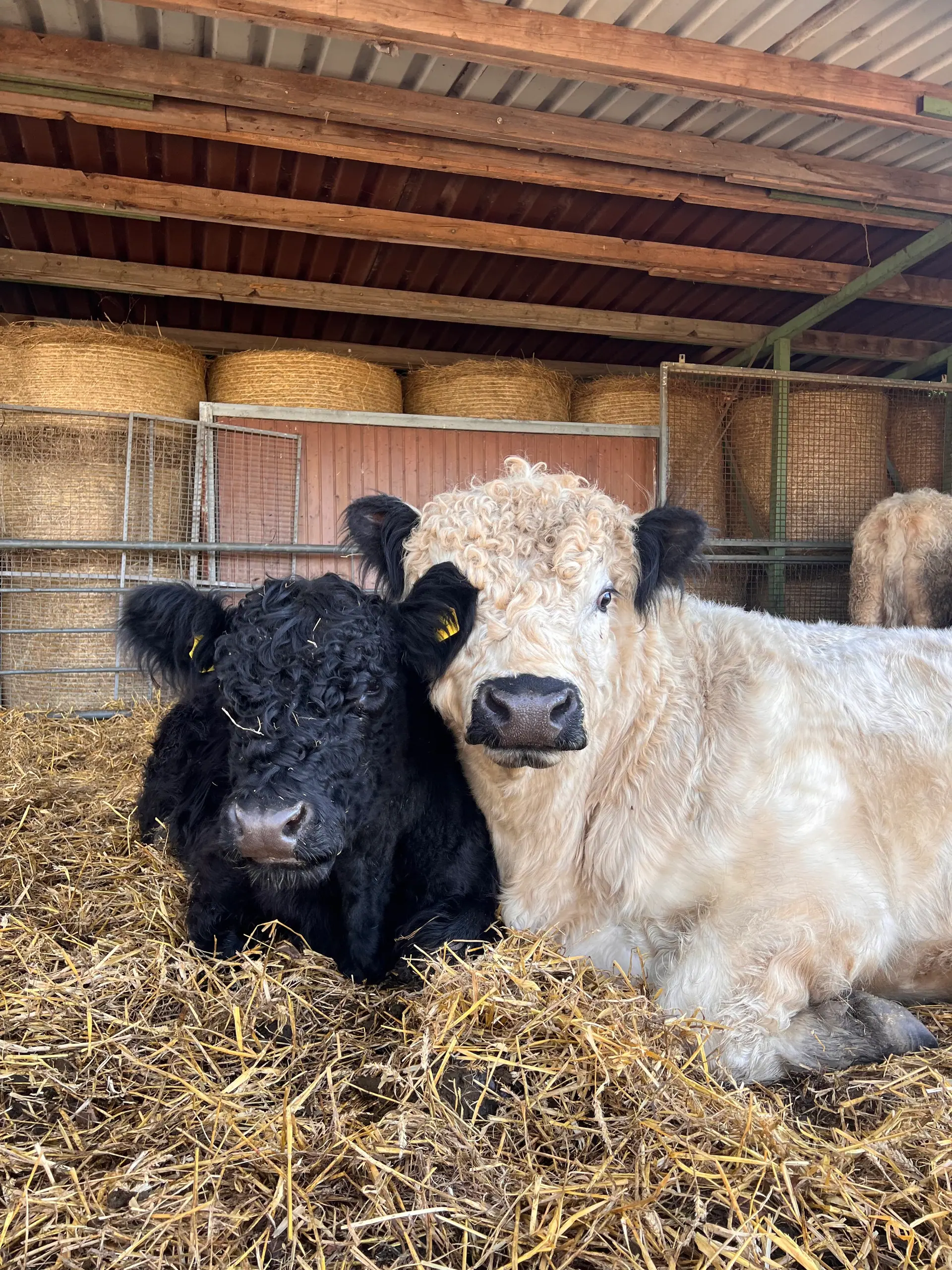 Schwarzes und weißes Galloway-Rind ruhen gemeinsam im Stroh