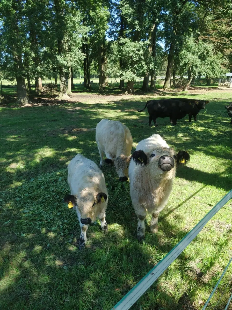 Helle und schwarze Galloways gemeinsam auf einer von Bäumen umgebenen Weide