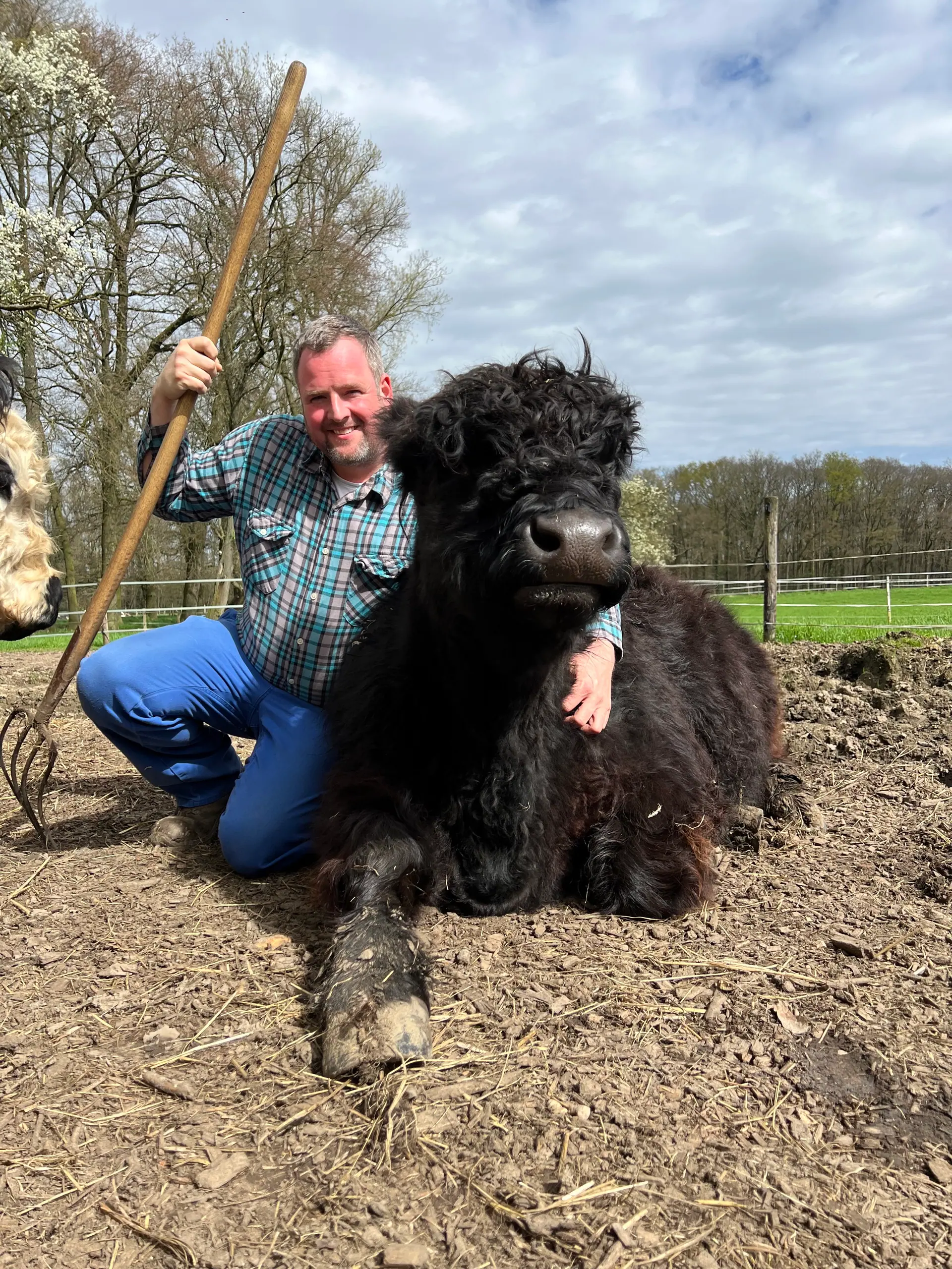 Landwirt der Galloway Farm Kleinen gemeinsam mit einem schwarzen Galloway-Rind auf der Weide