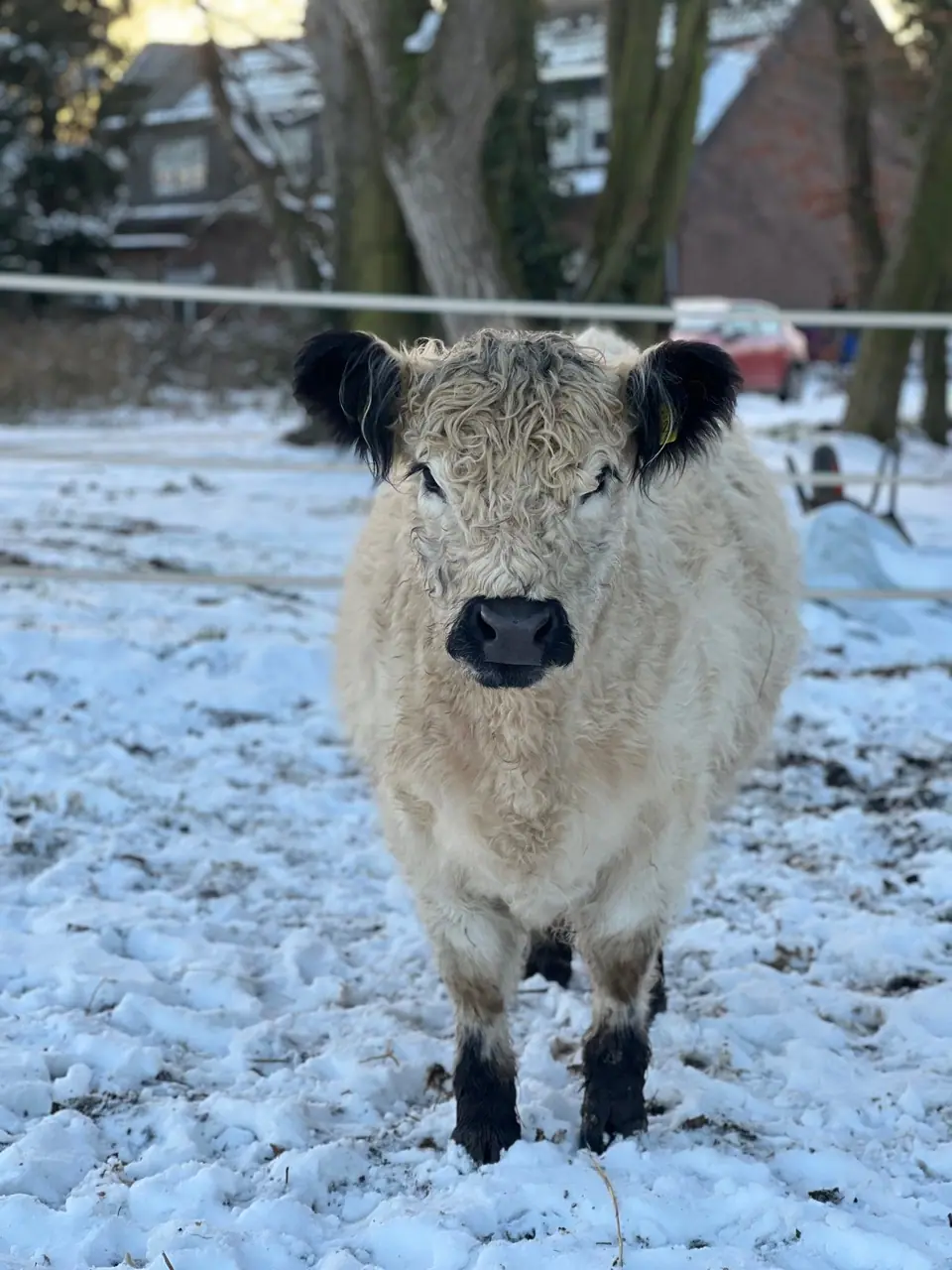 Helles Galloway-Rind im Winter auf verschneiter Weide